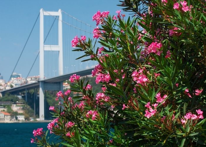 Die Kunst der Nebensaison: Im März 2026 nach İstanbul reisen